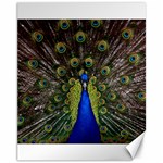 Peacock Bird Plumage Display Full Canvas 11  x 14  10.95 x13.48  Canvas - 1