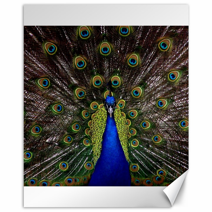 Peacock Bird Plumage Display Full Canvas 11  x 14 