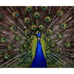 Peacock Bird Plumage Display Full Deluxe Canvas 14  x 11  (Stretched) 14  x 11  x 1.5  Stretched Canvas