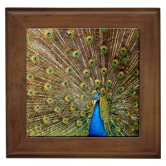 Peacock Plumage Bird Peafowl Framed Tiles by Wegoenart