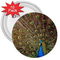 Peacock Plumage Bird Peafowl 3  Buttons (10 Pack)  by Wegoenart