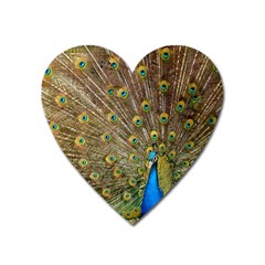 Peacock Plumage Bird Peafowl Heart Magnet by Wegoenart