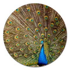 Peacock Plumage Bird Peafowl Magnet 5  (round) by Wegoenart