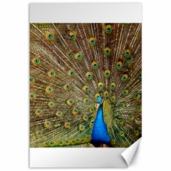 Peacock Plumage Bird Peafowl Canvas 12  X 18  by Wegoenart