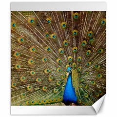 Peacock Plumage Bird Peafowl Canvas 20  X 24  by Wegoenart