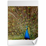 Peacock Plumage Bird Peafowl Canvas 20  x 30  19.62 x28.9  Canvas - 1