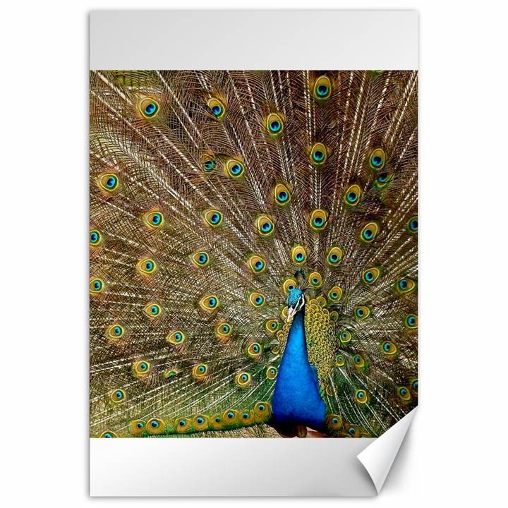 Peacock Plumage Bird Peafowl Canvas 20  x 30 