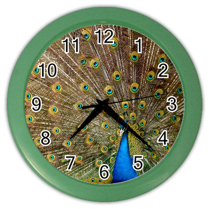 Peacock Plumage Bird Peafowl Color Wall Clock