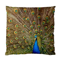 Peacock Plumage Bird Peafowl Standard Cushion Case (one Side) by Wegoenart