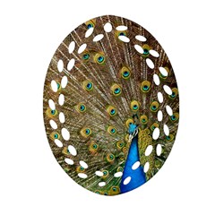 Peacock Plumage Bird Peafowl Ornament (oval Filigree) by Wegoenart