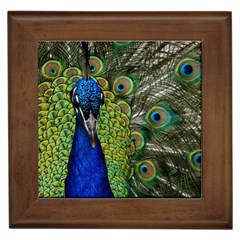 Peacock Close Up Plumage Bird Head Framed Tiles by Wegoenart