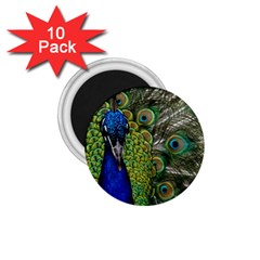 Peacock Close Up Plumage Bird Head 1 75  Magnets (10 Pack)  by Wegoenart