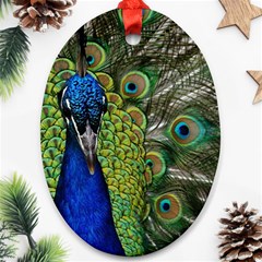 Peacock Close Up Plumage Bird Head Oval Ornament (two Sides) by Wegoenart