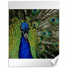 Peacock Close Up Plumage Bird Head Canvas 12  X 16  by Wegoenart