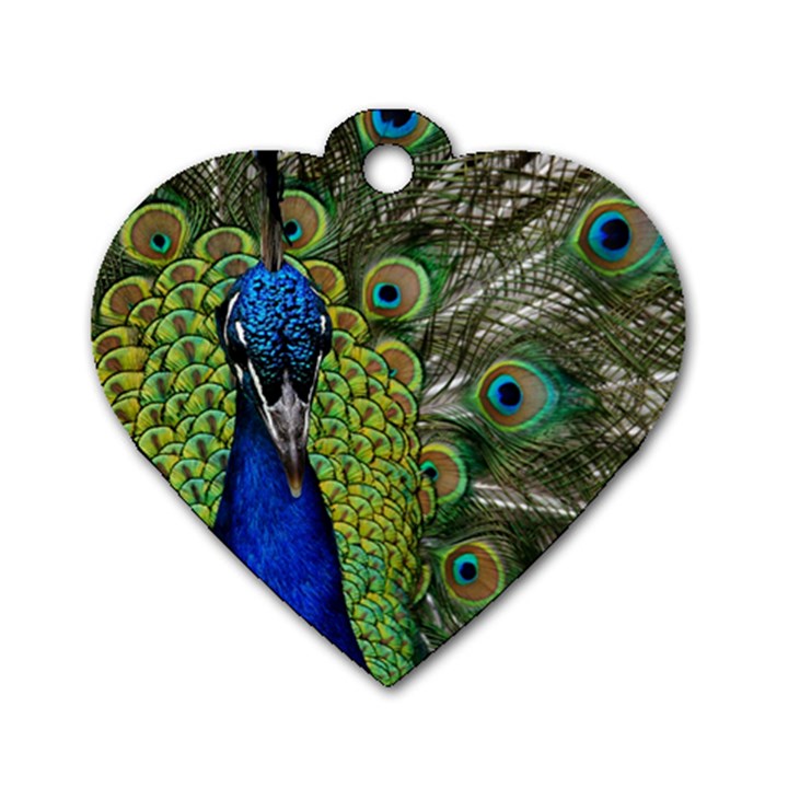 Peacock Close Up Plumage Bird Head Dog Tag Heart (Two Sides)