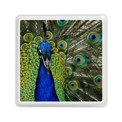 Peacock Close Up Plumage Bird Head Memory Card Reader (square) by Wegoenart