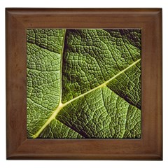 Green Leaf Giant Rhubarb Mammoth Sheet Framed Tiles by Wegoenart