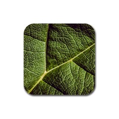 Green Leaf Giant Rhubarb Mammoth Sheet Rubber Square Coaster (4 Pack)  by Wegoenart