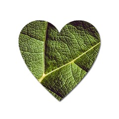 Green Leaf Giant Rhubarb Mammoth Sheet Heart Magnet by Wegoenart