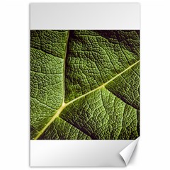 Green Leaf Giant Rhubarb Mammoth Sheet Canvas 24  X 36  by Wegoenart