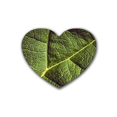 Green Leaf Giant Rhubarb Mammoth Sheet Heart Coaster (4 Pack)  by Wegoenart