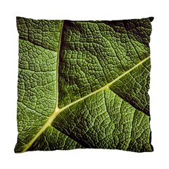 Green Leaf Giant Rhubarb Mammoth Sheet Standard Cushion Case (one Side) by Wegoenart