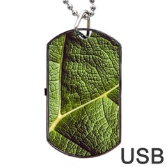 Green Leaf Giant Rhubarb Mammoth Sheet Dog Tag Usb Flash (one Side) by Wegoenart