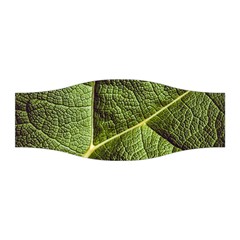 Green Leaf Giant Rhubarb Mammoth Sheet Stretchable Headband by Wegoenart