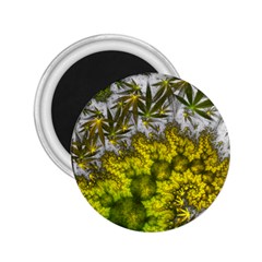 Fractal Mobius Dragon Marijuana 2.25  Magnets