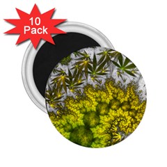 Fractal Mobius Dragon Marijuana 2.25  Magnets (10 pack) 