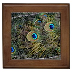 Peacock Tail Feathers Close Up Framed Tiles by Pakrebo