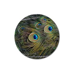 Peacock Tail Feathers Close Up Magnet 3  (round) by Pakrebo