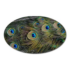 Peacock Tail Feathers Close Up Oval Magnet by Pakrebo