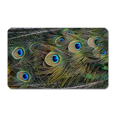 Peacock Tail Feathers Close Up Magnet (rectangular) by Pakrebo