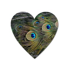 Peacock Tail Feathers Close Up Heart Magnet by Pakrebo