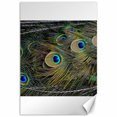 Peacock Tail Feathers Close Up Canvas 12  X 18  by Pakrebo