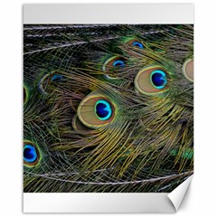 Peacock Tail Feathers Close Up Canvas 16  X 20  by Pakrebo