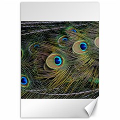 Peacock Tail Feathers Close Up Canvas 20  X 30  by Pakrebo