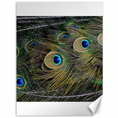 Peacock Tail Feathers Close Up Canvas 36  X 48  by Pakrebo