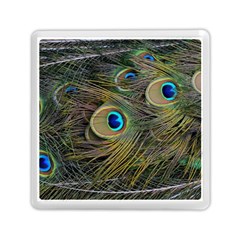 Peacock Tail Feathers Close Up Memory Card Reader (square) by Pakrebo