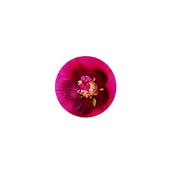 Deep Pink And Crimson Hibiscus Flower Macro 1  Mini Buttons by myrubiogarden