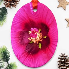 Deep Pink And Crimson Hibiscus Flower Macro Ornament (oval)