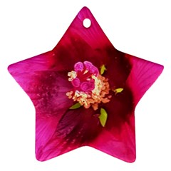 Deep Pink And Crimson Hibiscus Flower Macro Ornament (star)