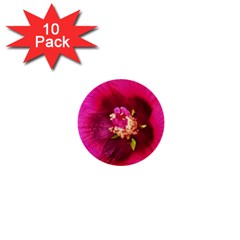 Deep Pink And Crimson Hibiscus Flower Macro 1  Mini Buttons (10 Pack)  by myrubiogarden