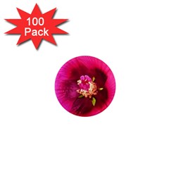 Deep Pink And Crimson Hibiscus Flower Macro 1  Mini Magnets (100 Pack)  by myrubiogarden