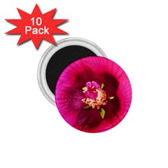 Deep Pink And Crimson Hibiscus Flower Macro 1 75  Magnets (10 Pack)  by myrubiogarden