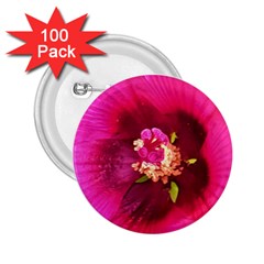 Deep Pink And Crimson Hibiscus Flower Macro 2 25  Buttons (100 Pack)  by myrubiogarden