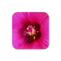 Deep Pink And Crimson Hibiscus Flower Macro Rubber Square Coaster (4 Pack)  by myrubiogarden