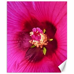 Deep Pink And Crimson Hibiscus Flower Macro Canvas 8  X 10  by myrubiogarden