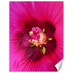 Deep Pink And Crimson Hibiscus Flower Macro Canvas 12  X 16  by myrubiogarden